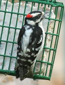 Downy Woodpecker loves suet avec la peanut butter
